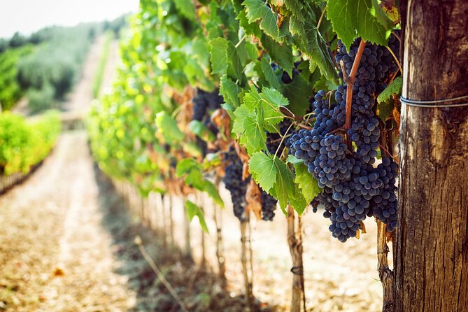 Rhodes Self Drive 4x4 Wilderness Expedition and Lavish Lunch - Local Vineyard Experience