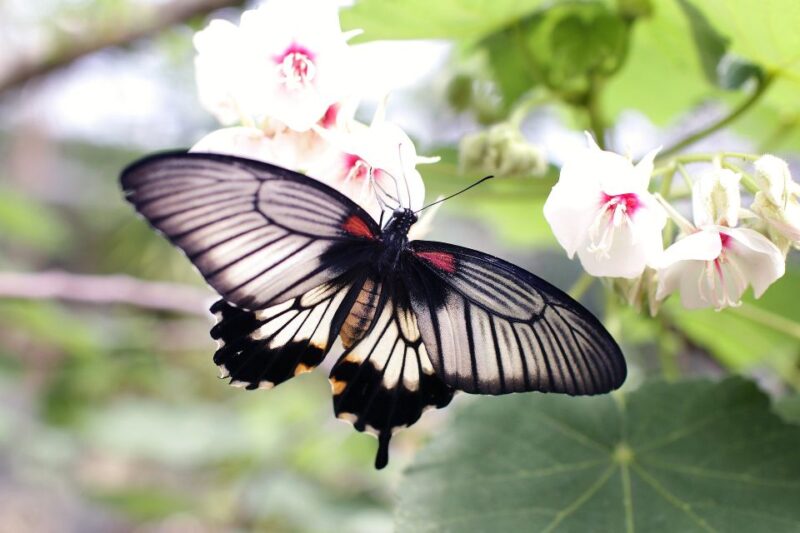 Rhodes: Shore Excursion, Valley of the Butterflies & Lindos - Private Transportation