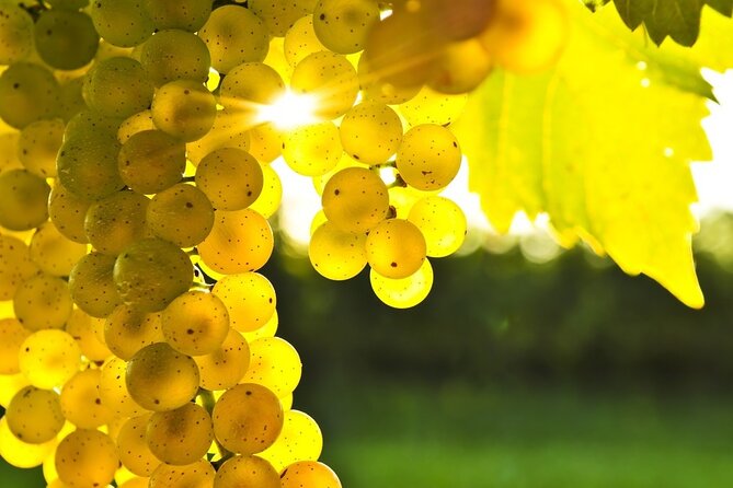 Rhodes Wine & Food Tour: 10 Meal Course Lunch, Wine Tasting, Cooking Class - Inclusions and Highlights
