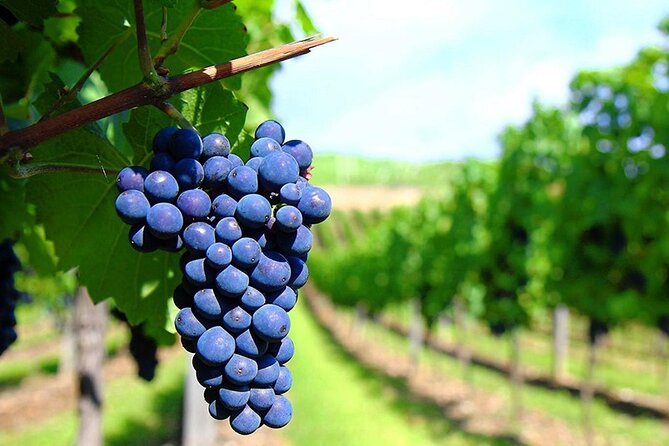 Rhodes Wine & Food Tour: 10 Meal Course Lunch, Wine Tasting, Cooking Class - Wine Tasting With Sommelier