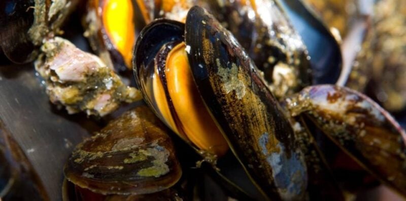 Ría De Arousa: Boat Ride to Mussel Farm With Tasting - What to Bring