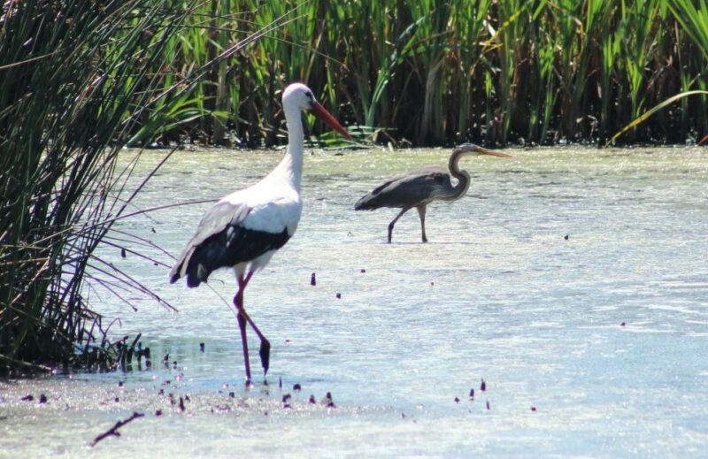 Ria De Aveiro: Birding Day - Private Tour up to 4 People - Key Points