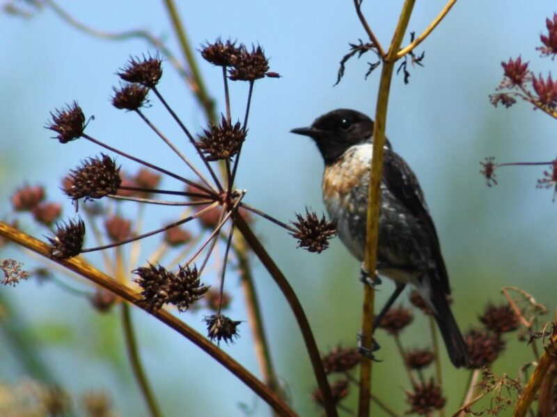 Ria De Aveiro: Birding Day - Private Tour up to 4 People - Experience and Itinerary