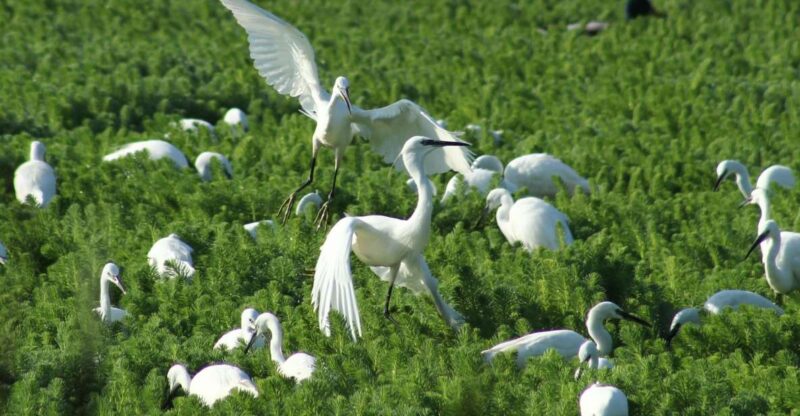Ria De Aveiro: Birding Day - Private Tour up to 4 People - Guided Tour at Aveiro Lagoon