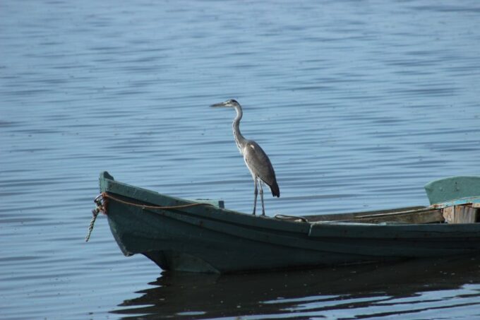 Ria De Aveiro: Birding Day - Private Tour up to 4 People - Lunch at a Local Restaurant