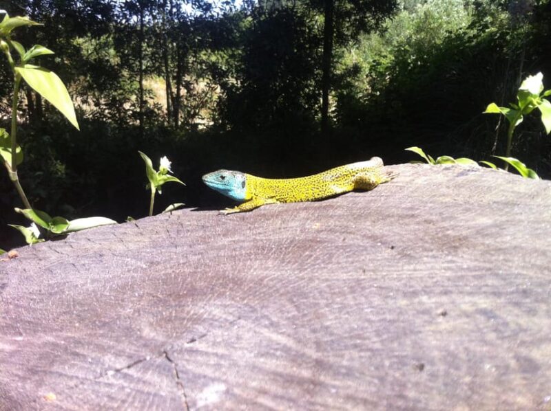 Ria De Aveiro Inn Nature Full-Day Private Tour up to 4 Pax - Exploring Ria De Aveiro