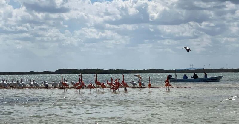 Ria Expedition: Boat Journey Through the Mangrove - Key Points