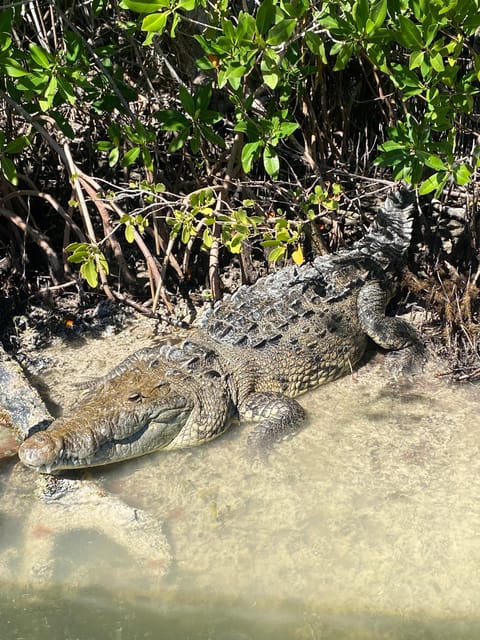 Ria Expedition: Boat Journey Through the Mangrove - Experience Highlights