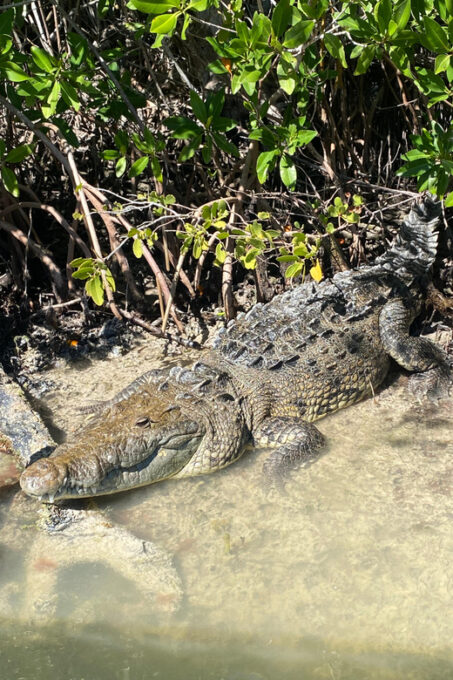 Ria Expedition: Boat Journey Through the Mangrove - Frequently Asked Questions