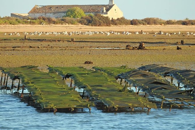 Ria Formosa - Boat Trip to the 3 Islands: Armona | Culatra Island | Lighthouse - Transportation and Participation