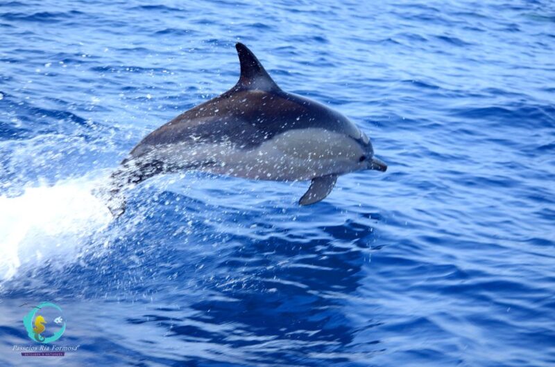 Ria Formosa: Dolphin-Watching Boat Tour - Experience Highlights