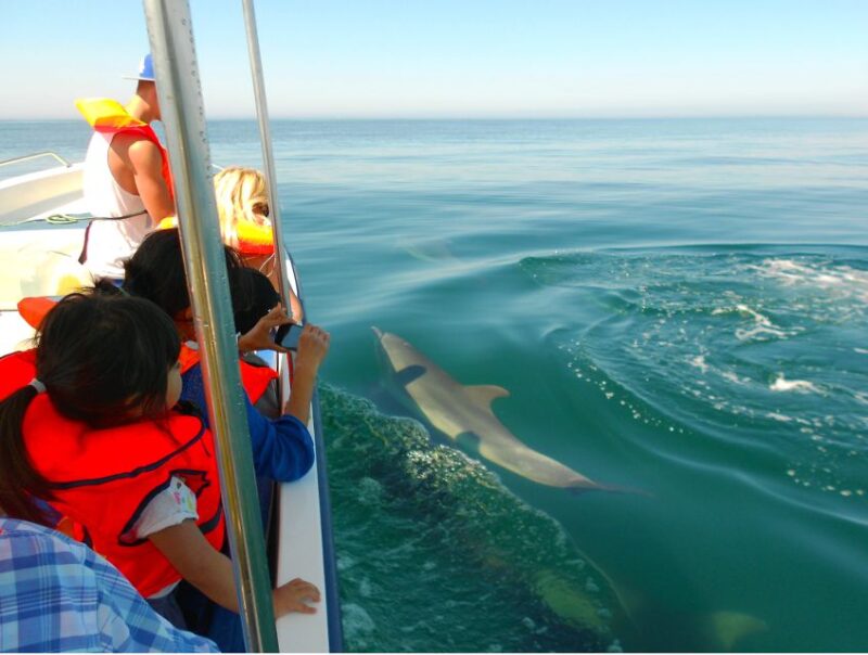 Ria Formosa: Dolphin-Watching Boat Tour - Guided Tour Details