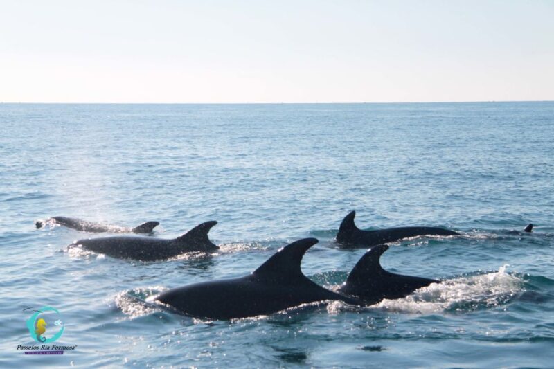 Ria Formosa: Dolphin-Watching Boat Tour - Customer Reviews & Ratings