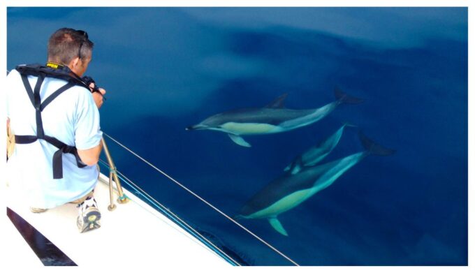 Ria Formosa: Dolphin-Watching Boat Tour - Meeting Point and Location