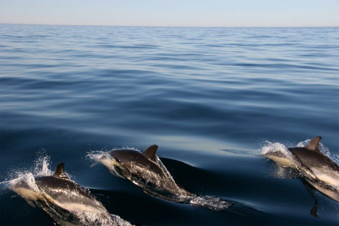 Ria Formosa: Dolphin-Watching Boat Tour - Tour Duration and Price