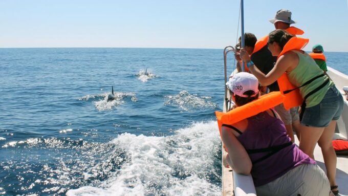Ria Formosa: Dolphin-Watching Boat Tour - Sighting Guarantees and Probabilities