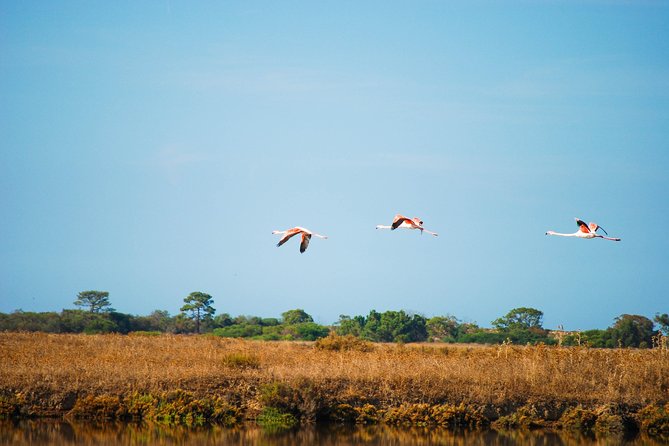 Ria Formosa Natural Park Birdwatching Segway Tour From Faro - Transportation and Pickup