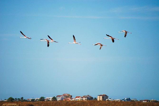 Ria Formosa Natural Park Birdwatching Segway Tour From Faro - Meeting Point and Ending