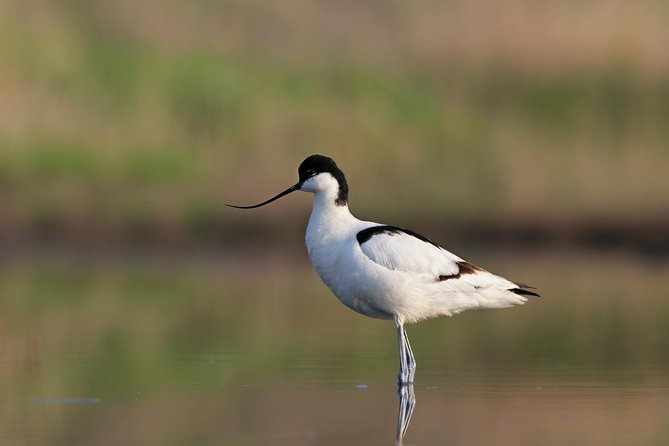 Ria Formosa Natural Reserve Park Day Trip From Albufeira - Expectations and Conditions