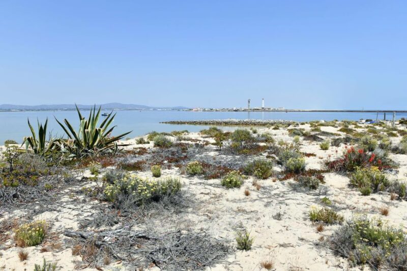 Ria Formosa: Sightseeing Boat Tour From Olhão - Guided Tour Details