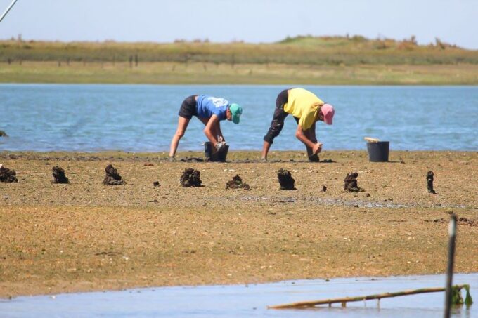 Ria Formosa: Sightseeing Boat Tour From Olhão - Meeting Point and Arrival