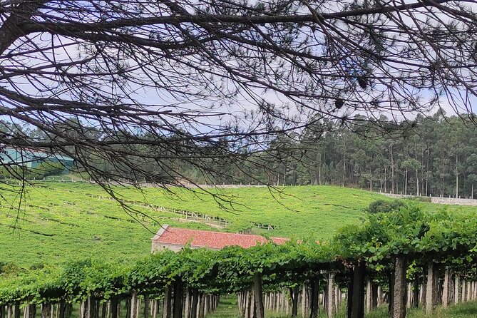 Rias Baixas PRIVATE Shore Tour - Inclusions and Experiences