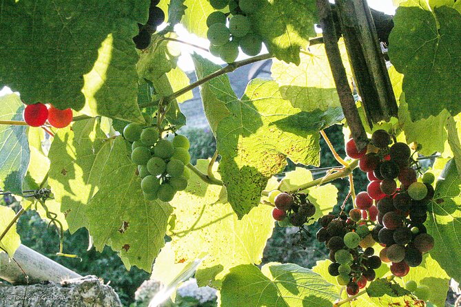 Rias Baixas PRIVATE Shore Tour - Reviews and Ratings