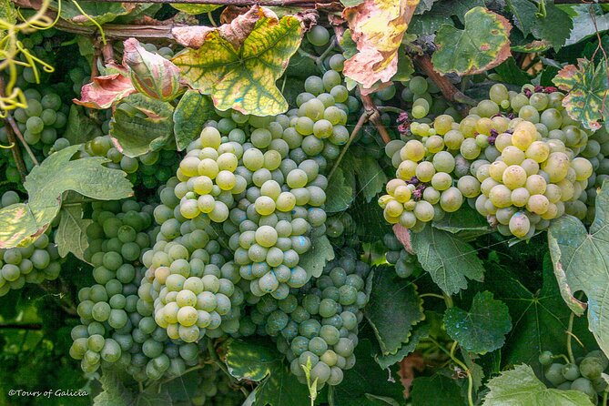 Rias Baixas PRIVATE Shore Tour - Frequently Asked Questions