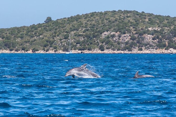 Rib Boat Tour to the Dolphin Area up to 6 People - Experience a Private Tour