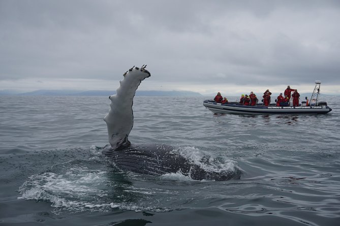 RIB Whale Watching Small-Group Boat Tour From Reykjavik - Inclusions