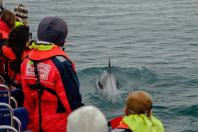RIB Whale Watching Small-Group Boat Tour From Reykjavik - Sights and Experiences