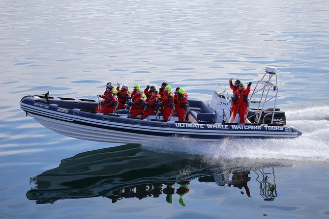 RIB Whale Watching Small-Group Boat Tour From Reykjavik - Recommended Travelers