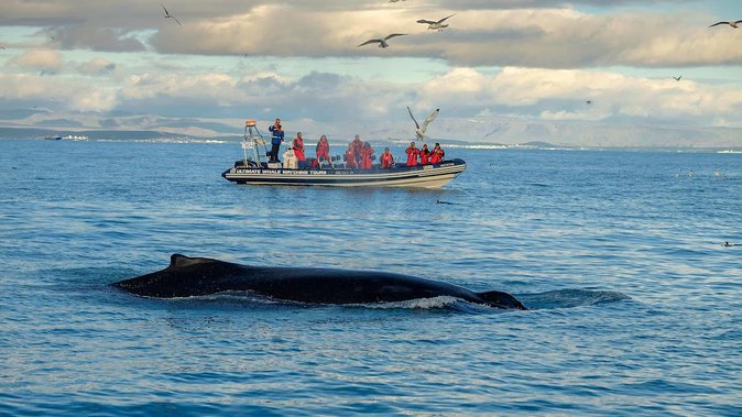 RIB Whale Watching Small-Group Boat Tour From Reykjavik - Tour Reviews