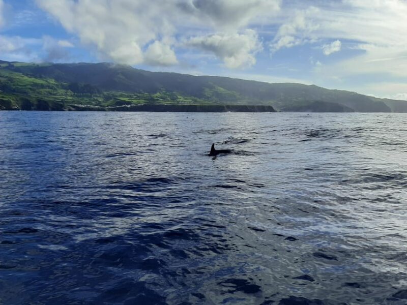 Ribeira Grande: Ocean Safari |Sta. Eiria Bay - Discover Wild Marine Life