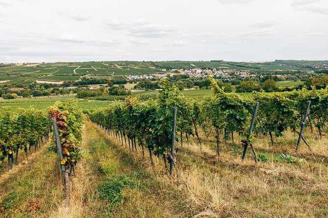 Ribera and Rioja Wineries Private Tour From Madrid - Transportation Arrangements