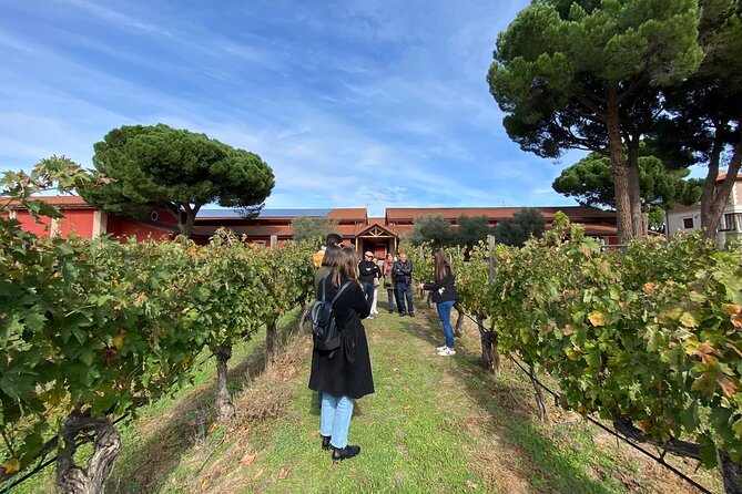 Ribera Del Duero 1 Day Wine Tour in English From Madrid - Good To Know