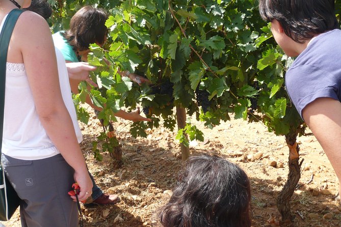 Ribera Del Duero Wineries Guided Tour & Wine Tasting From Madrid - Roundtrip Transportation by Air-Conditioned Van