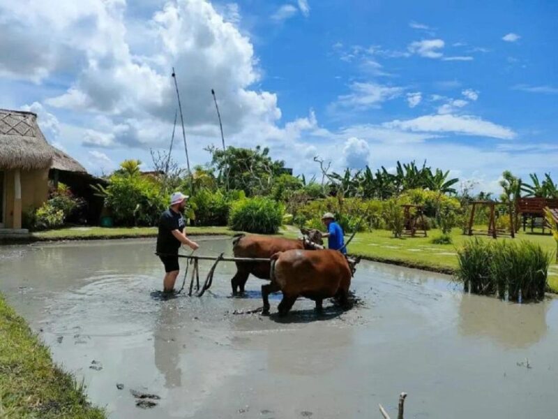 Rice Farming and Bali Village Life - Itinerary and Highlights