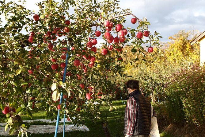 Rice Paddy Art and Apple Picking Full Day Private Tour - Tour Itinerary