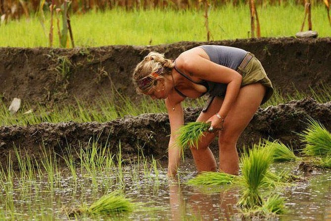 Rice Plantation Experience in Bhaktapur - Hands-on Rice Harvesting