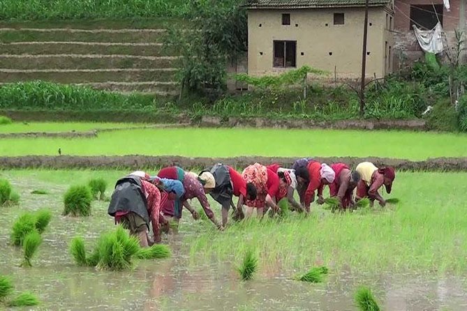 Rice Plantation Experience in Bhaktapur - Sum Up
