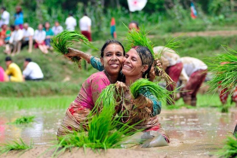 Rice Planting in Nepal - Key Points