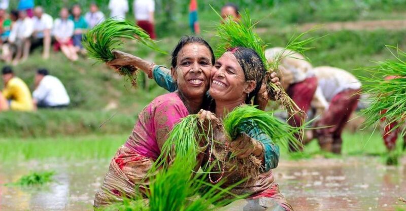 Rice Planting in Nepal - Ropai Jatra Celebration