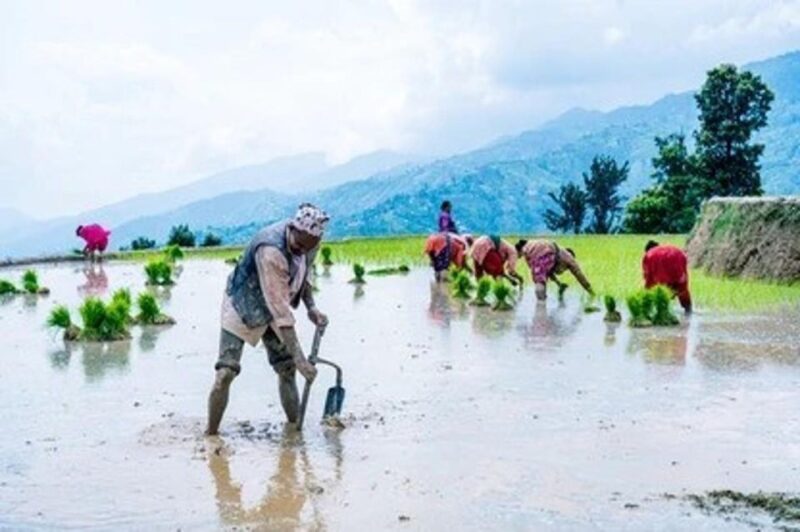 Rice Planting in Nepal - Discounts and Pricing