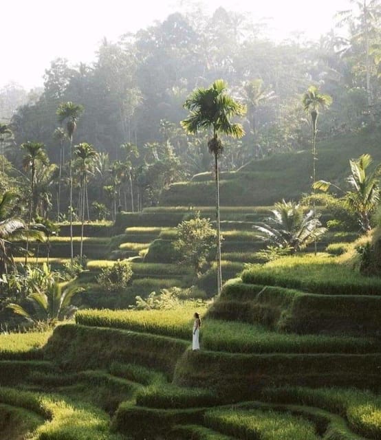 Rice Terrace, Tirta Empul Temple and Waterfall With Optional - Key Points