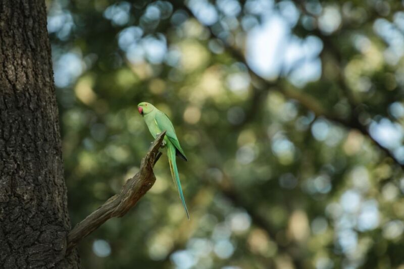 Richmond Park, London: Sunset Wildlife Photography Workshop - Key Points