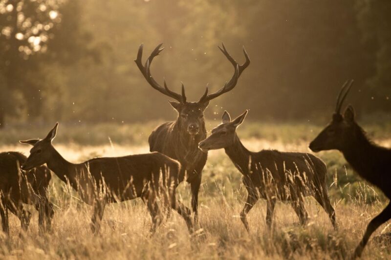 Richmond Park, London: Sunset Wildlife Photography Workshop - Capturing Sunset Light
