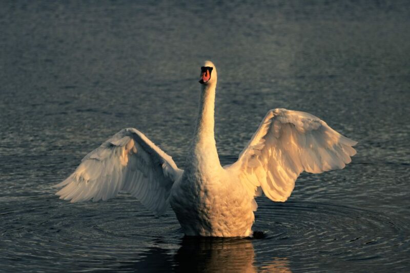 Richmond Park, London: Sunset Wildlife Photography Workshop - Professional Photographer Guidance