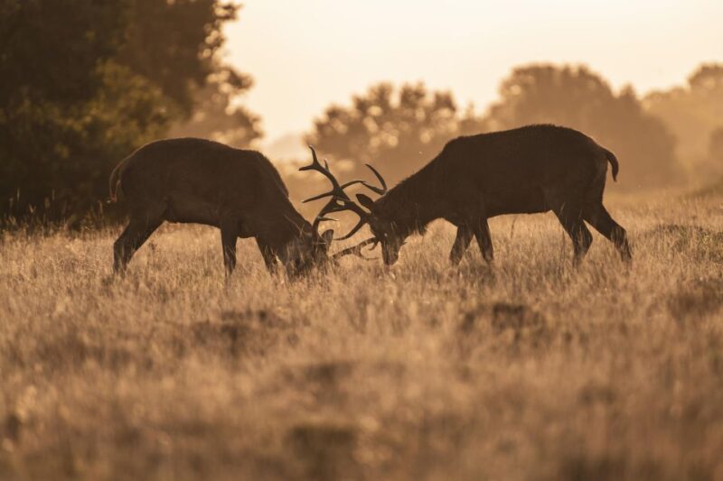 Richmond Park, London: Sunset Wildlife Photography Workshop - Composition Techniques
