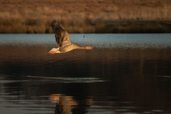 Richmond Park, London: Sunset Wildlife Photography Workshop - Lighting and Exposure